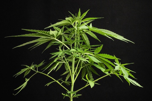 Cannabis Plant